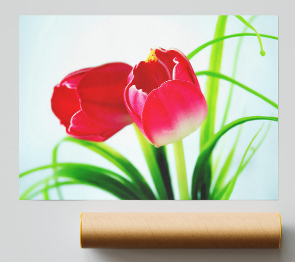 Pink Tulip Duo Poster