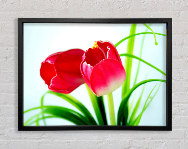 Pink Tulip Duo Framed Print