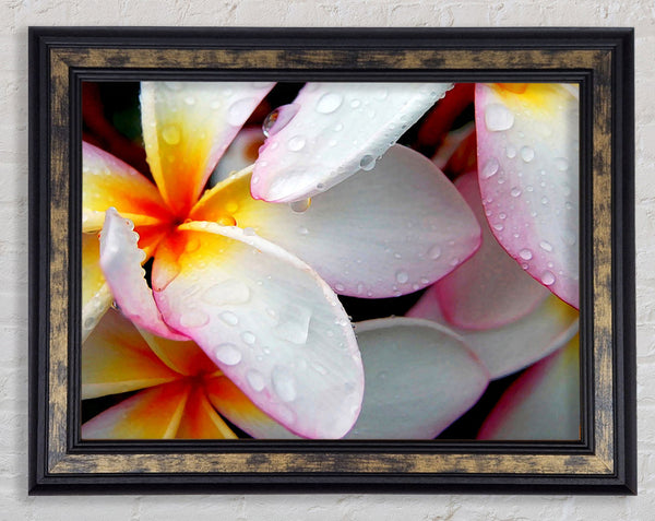 White Petal Dewdrop Framed Print