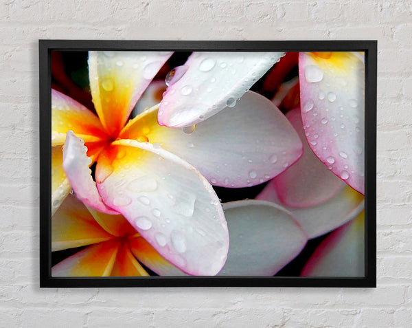 White Petal Dewdrop Framed Print