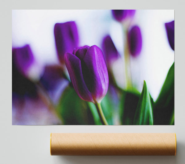 Purple Tulips Giclee Print