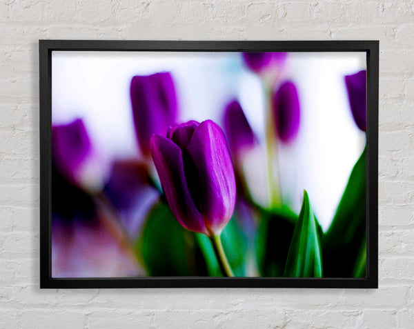 Purple Tulips Framed Print