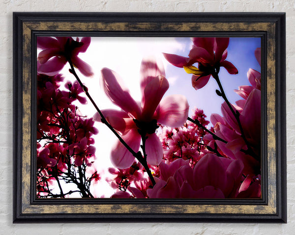 Pink Cherry Blossom In Sunlight Framed Print