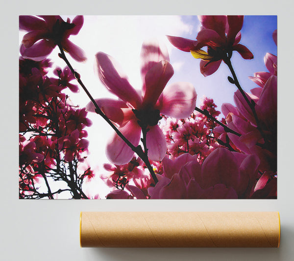 Pink Cherry Blossom In Sunlight Print