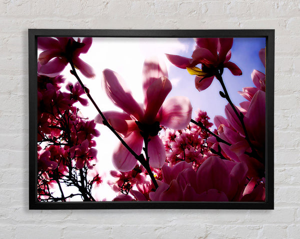Pink Cherry Blossom In Sunlight Framed Print