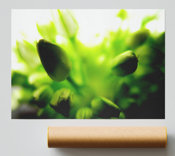Green Buds In Sunlight Poster
