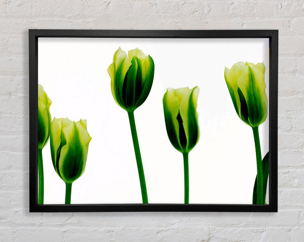 White Green Tulip Parade Framed Print