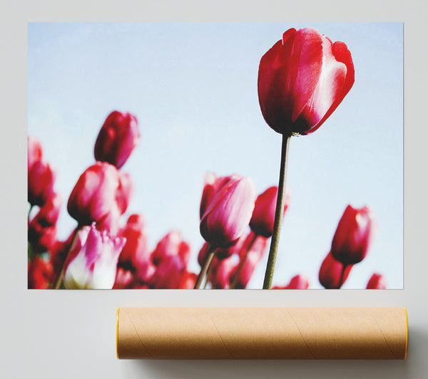 Pink Tulip March Poster