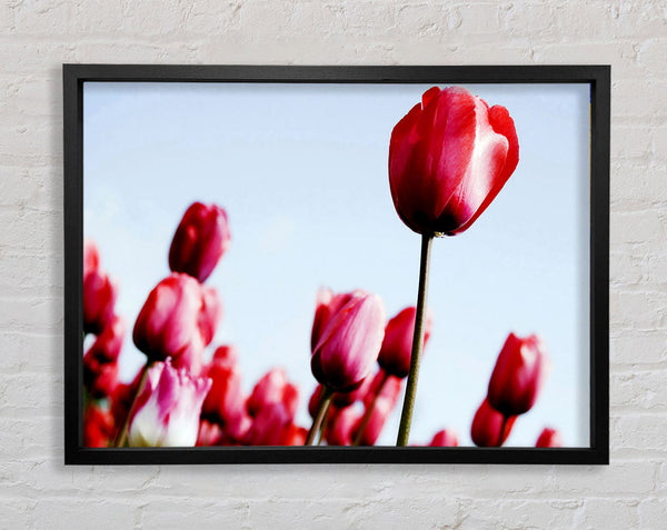 Pink Tulip March Framed Print
