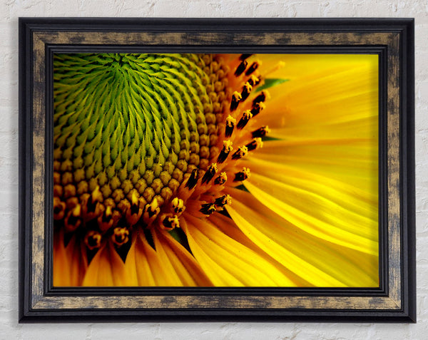 Yellow Sunflower Centre Framed Print