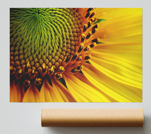 Yellow Sunflower Centre Giclee Print