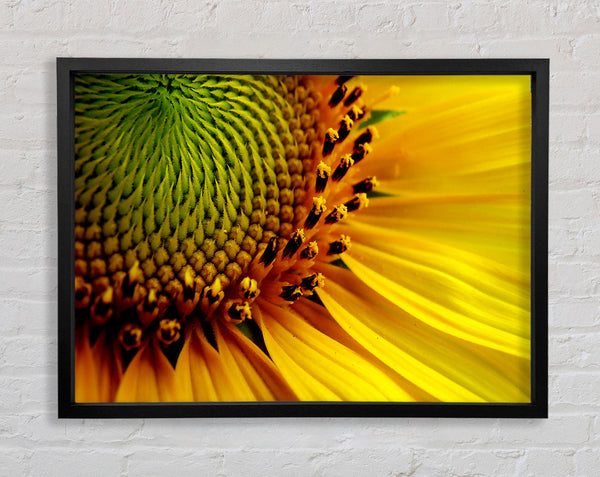 Yellow Sunflower Centre Framed Print