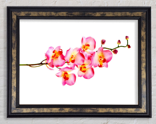 Orchid Stem Beauty Framed Print