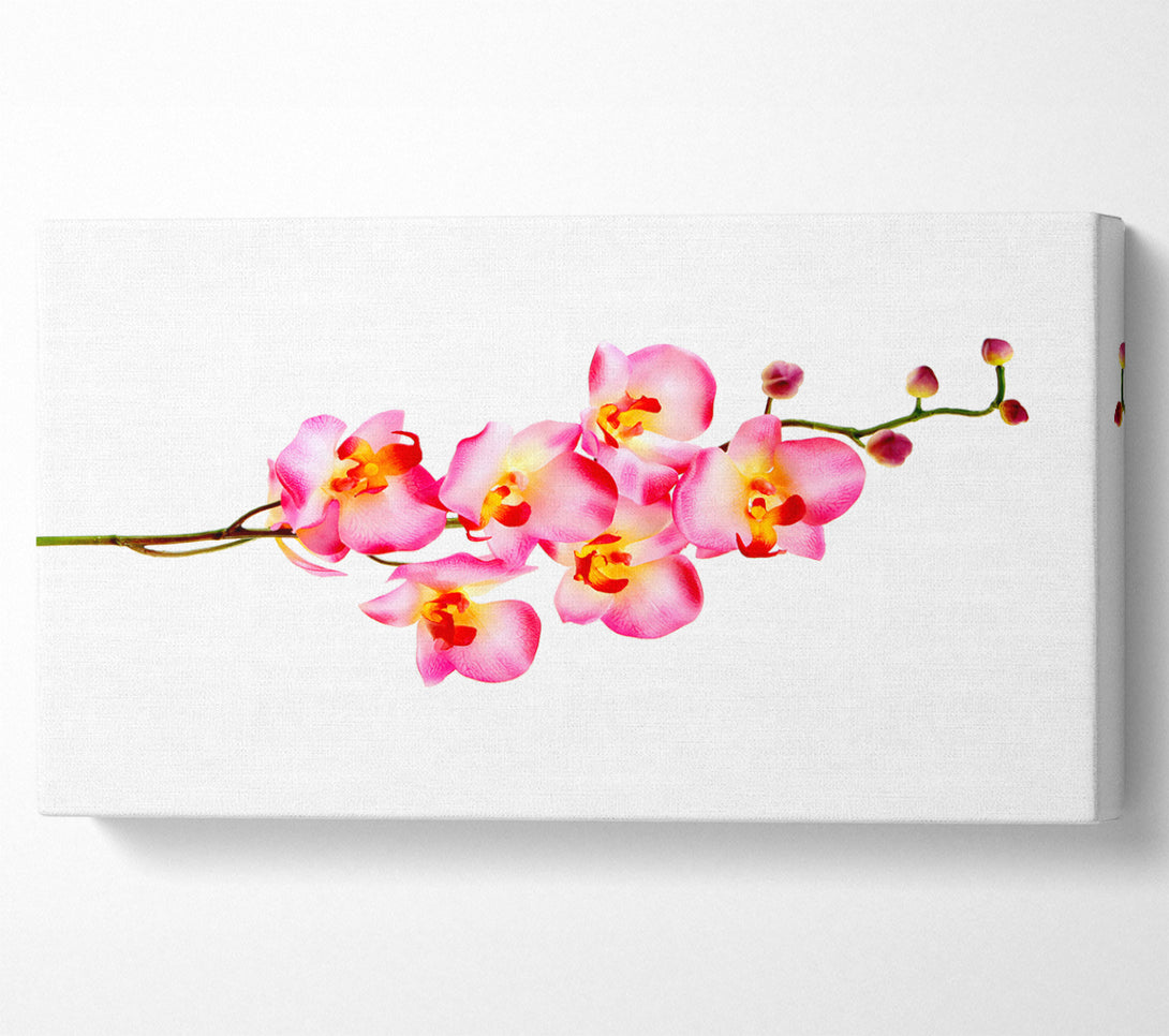  A Canvas Print of Orchid Stem Beauty Canvas Wall Art