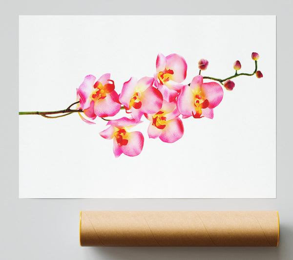 Orchid Stem Beauty Giclee Print