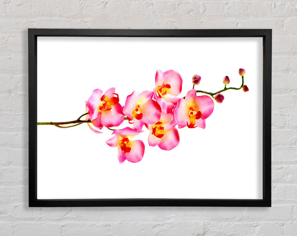 Orchid Stem Beauty Framed Print