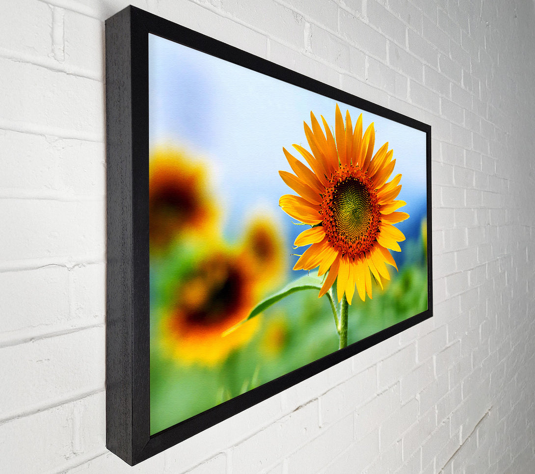  A Canvas Print of Morning Sunflower Canvas Art