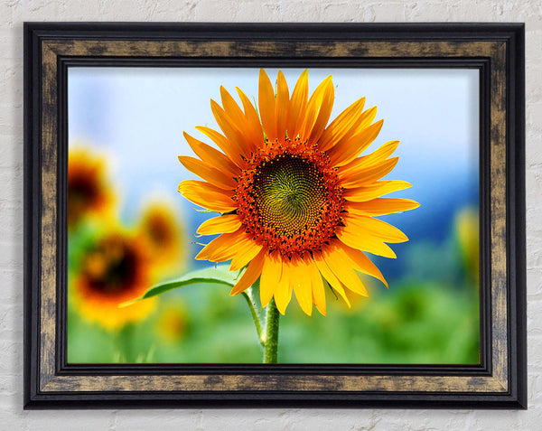 Morning Sunflower Framed Print