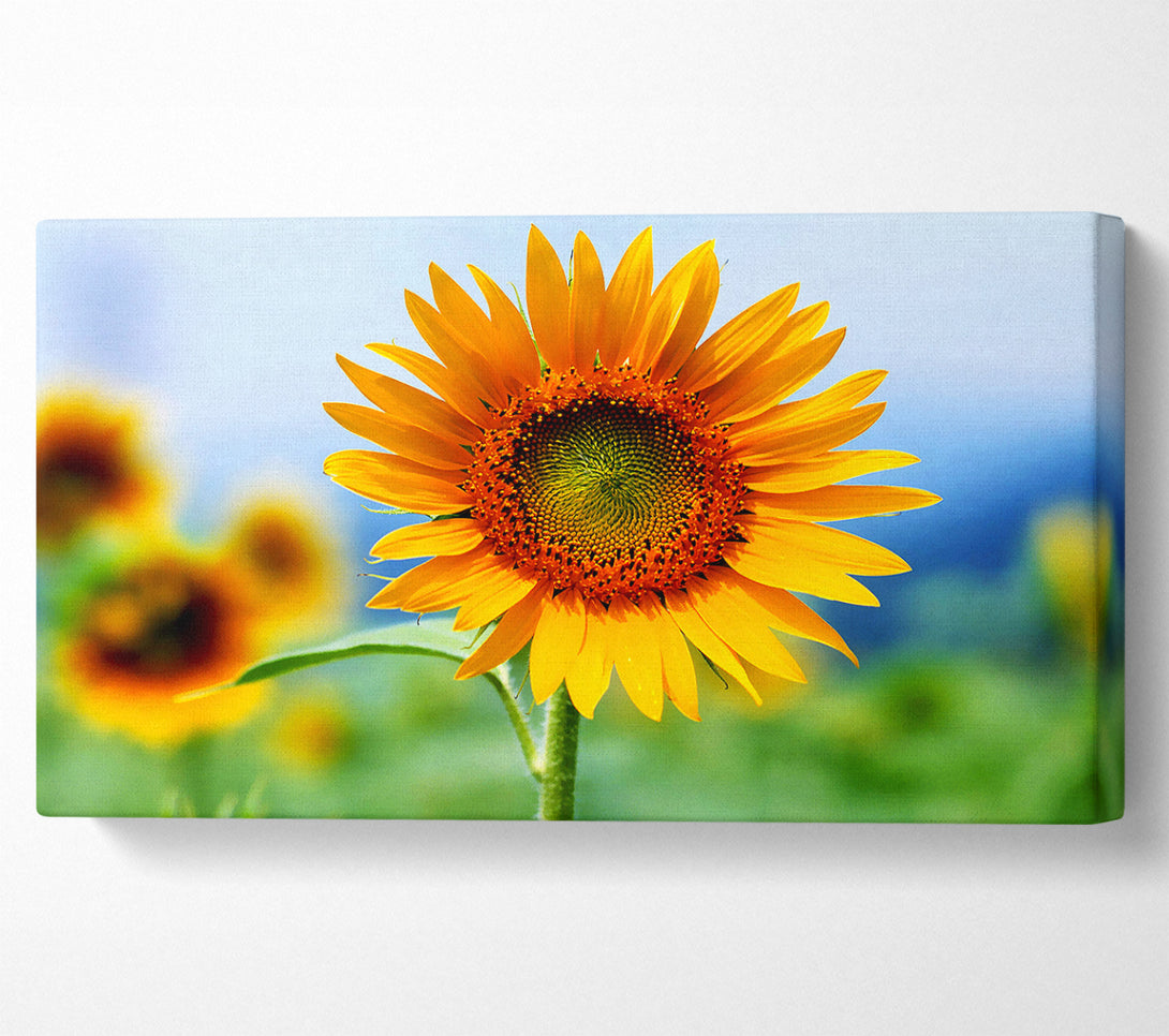  A Canvas Print of Morning Sunflower Canvas Art