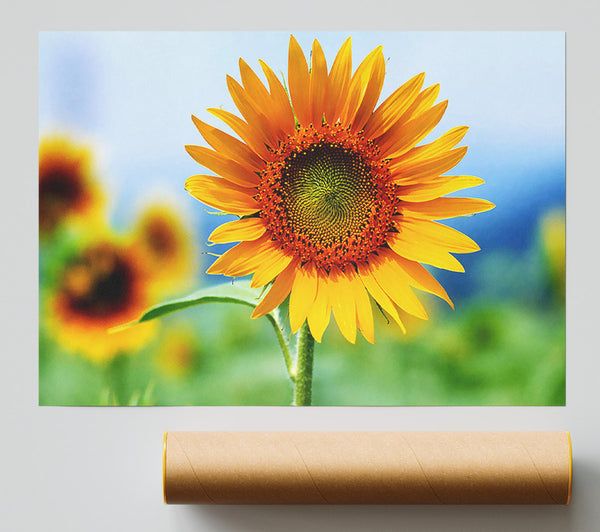 Morning Sunflower Giclee Print