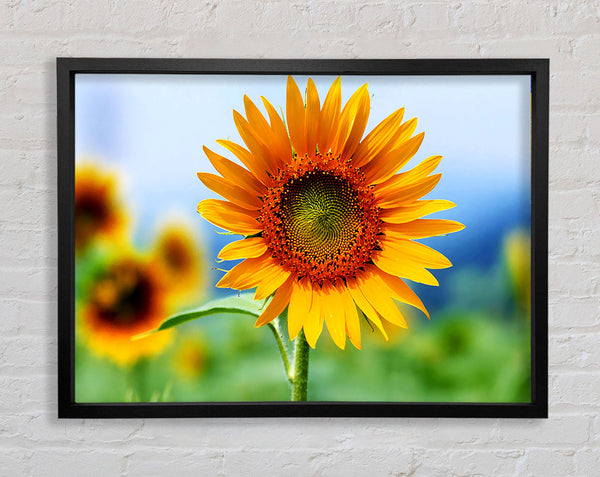 Morning Sunflower Framed Print