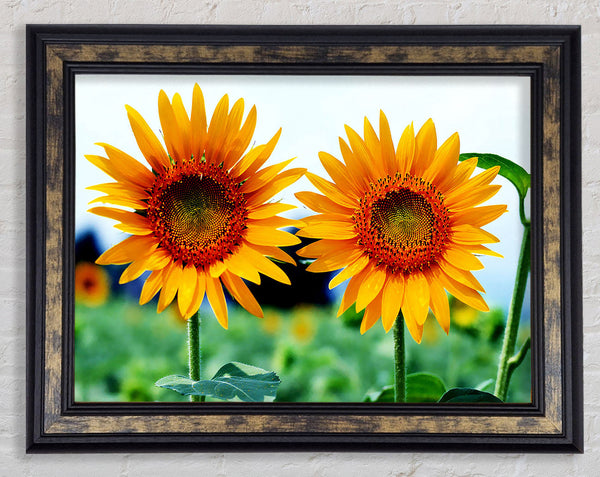 Twin Sunflowers Framed Print