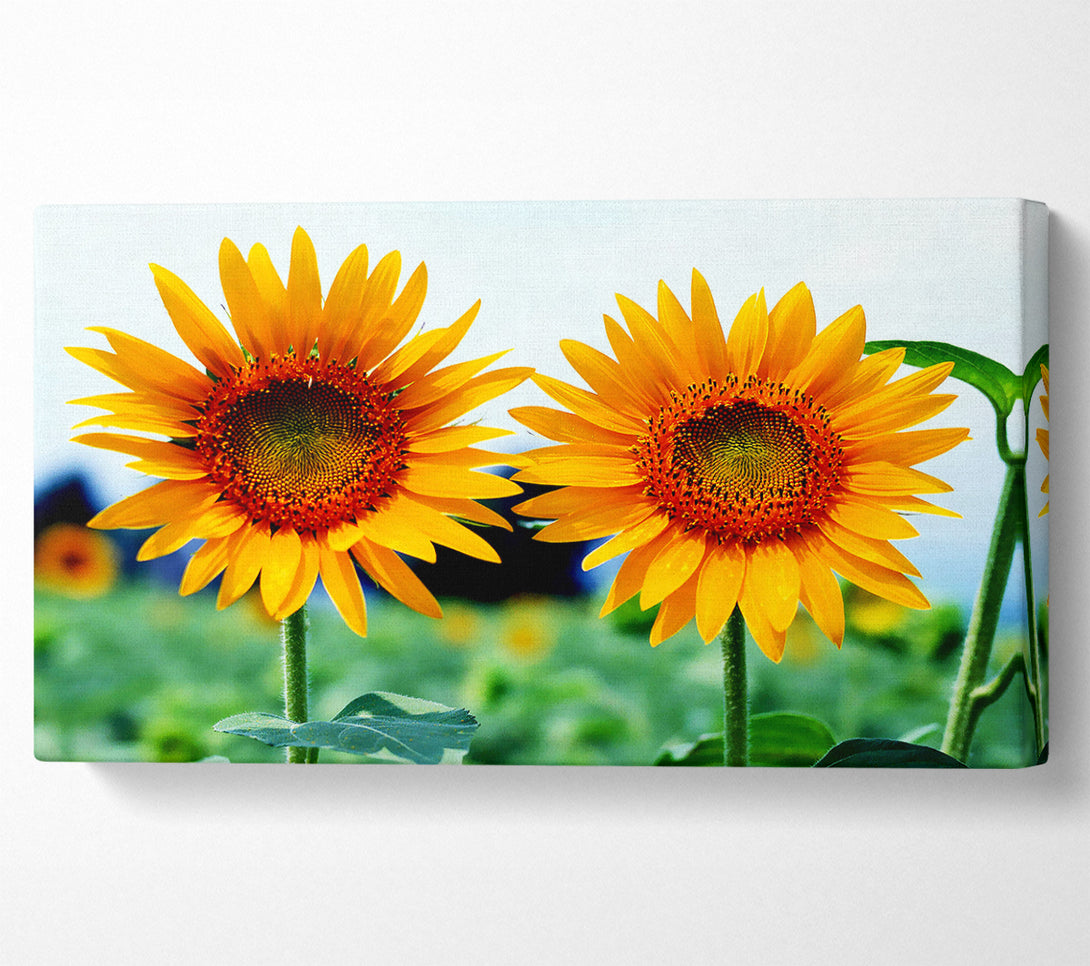  A Canvas Print of Twin Sunflowers Canvas Art