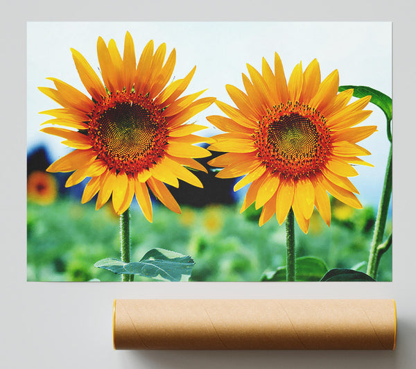 Twin Sunflowers Print