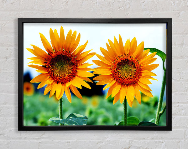 Twin Sunflowers Framed Print