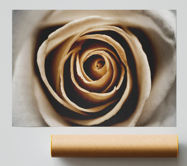 Stunning Sepia Rose Close-Up Poster