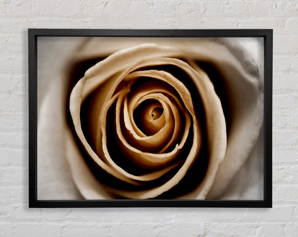 Stunning Sepia Rose Close-Up Framed Print