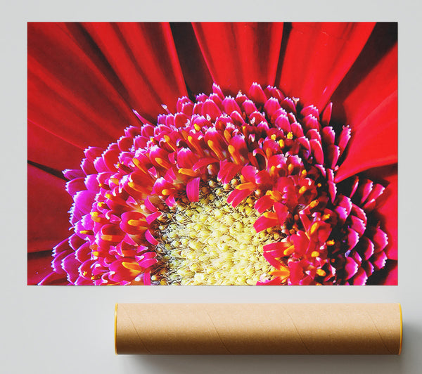 Red Gerbera Face Close-Up Giclee Print