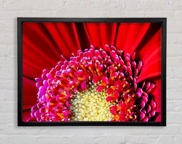 Red Gerbera Face Close-Up Framed Print