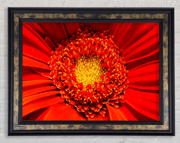 The Centre Of A Gerbera Framed Print