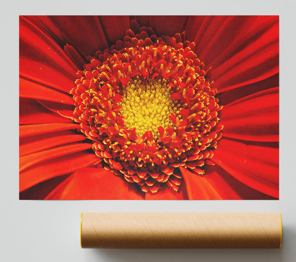 The Centre Of A Gerbera Print