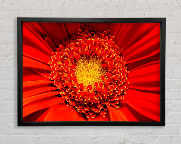 The Centre Of A Gerbera Framed Print
