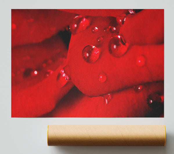 Red Petal Dew Drop Giclee Print