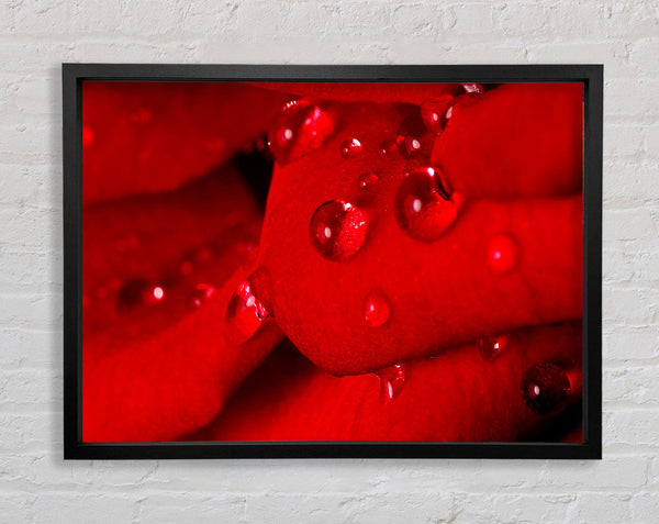 Red Petal Dew Drop Framed Print
