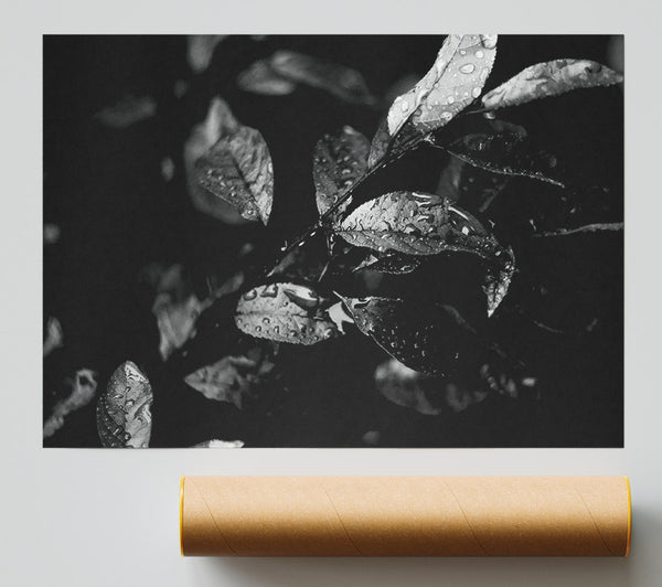 Winter Leaves B N W Print
