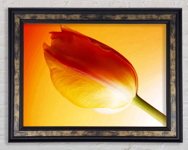 Yellow On Yellow Tulip Framed Print