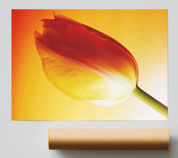 Yellow On Yellow Tulip Giclee Print