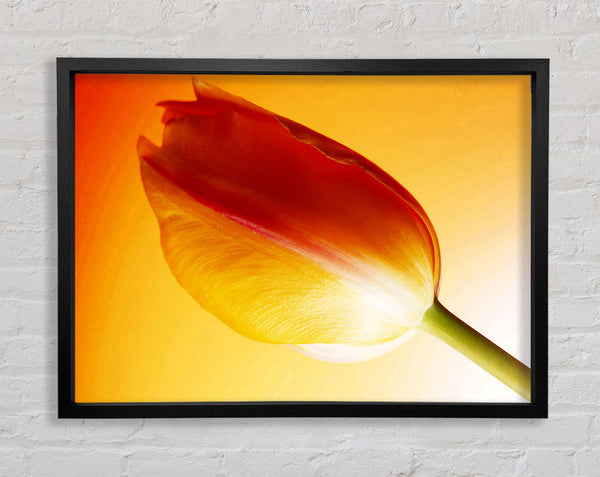 Yellow On Yellow Tulip Framed Print