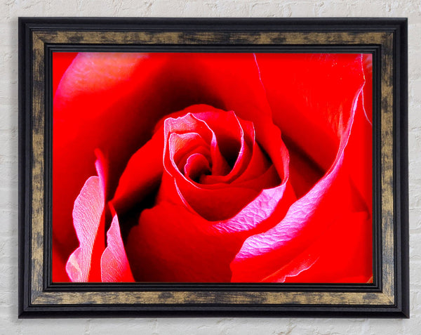 Pink Rose Bud Framed Print
