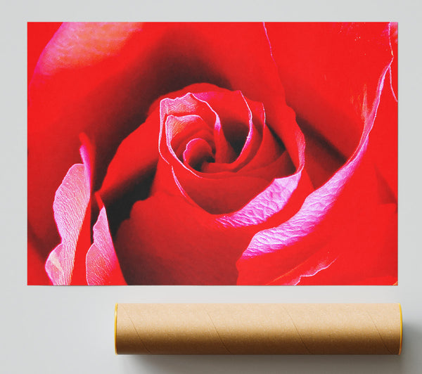 Pink Rose Bud Giclee Print