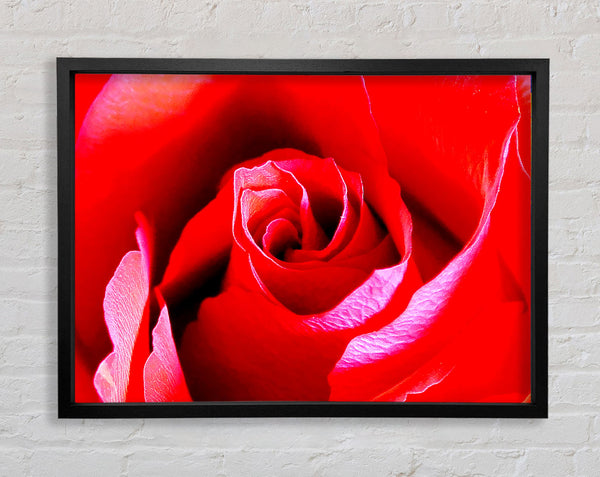 Pink Rose Bud Framed Print
