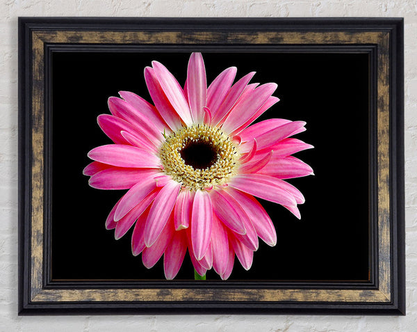 Pink Daisy On Black Framed Print