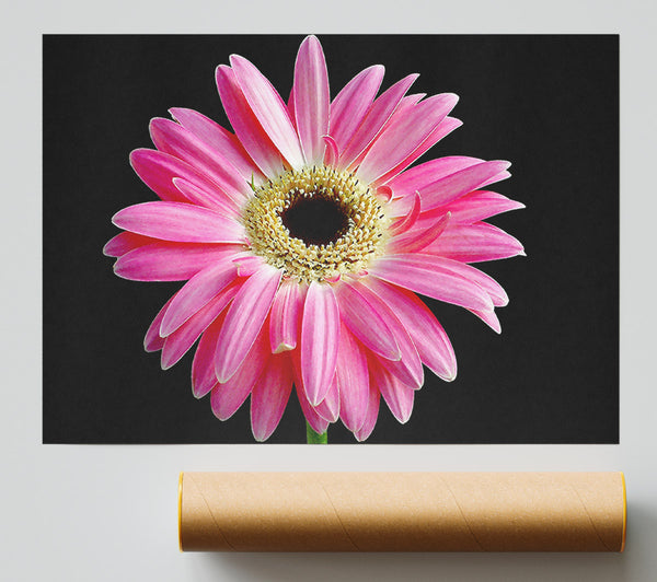 Pink Daisy On Black Print