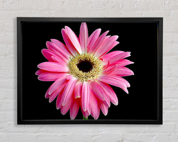 Pink Daisy On Black Framed Print