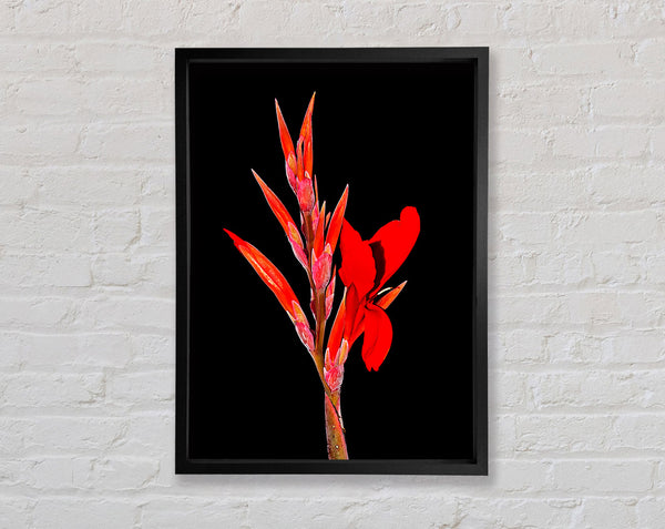 Red Night Flower Framed Print