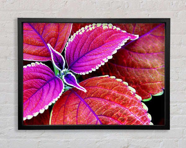 Rich Autumn Leaves Framed Print